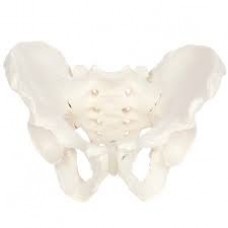 Skeletal Pelvis, Male